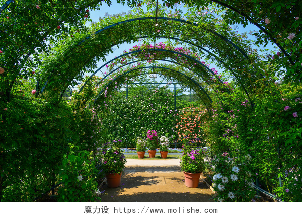 夏天花门鲜花青草的开放夏季植物和花卉的绿色天然隧道.